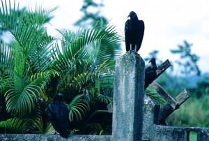Grave Vultures
